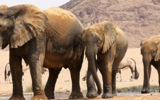 Намибия планирует утилизировать 723 диких животных из-за засухи