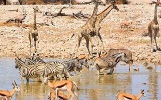 Спорная утилизация слонов в Намибии на фоне засухи